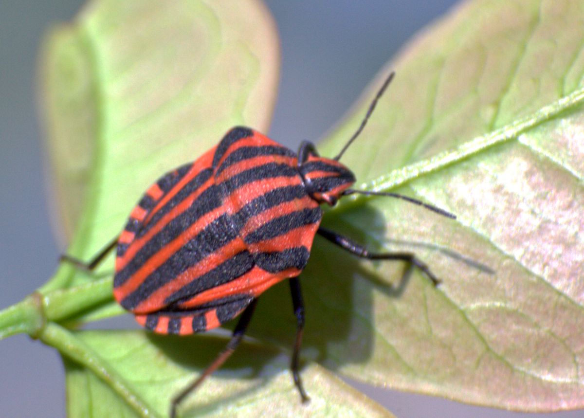 Graphosoma lineatum italicum